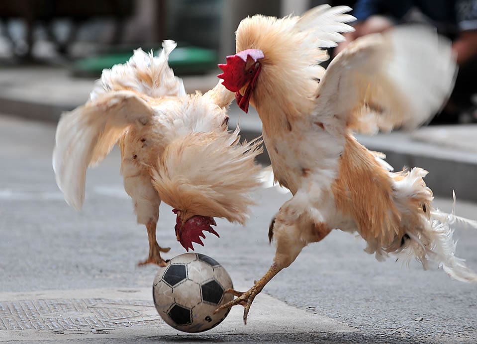 Two cocks fight for a ball during a chicken football match show in Shenyang, northeast China's Liaoning province on July 8, 2010. Zhang Lijun (unseen) referees the matches between her chickens that she has been training since 2007. TOPSHOTS  CHINA OUT AFP PHOTO (Photo credit should read AFP/AFP/Getty Images)